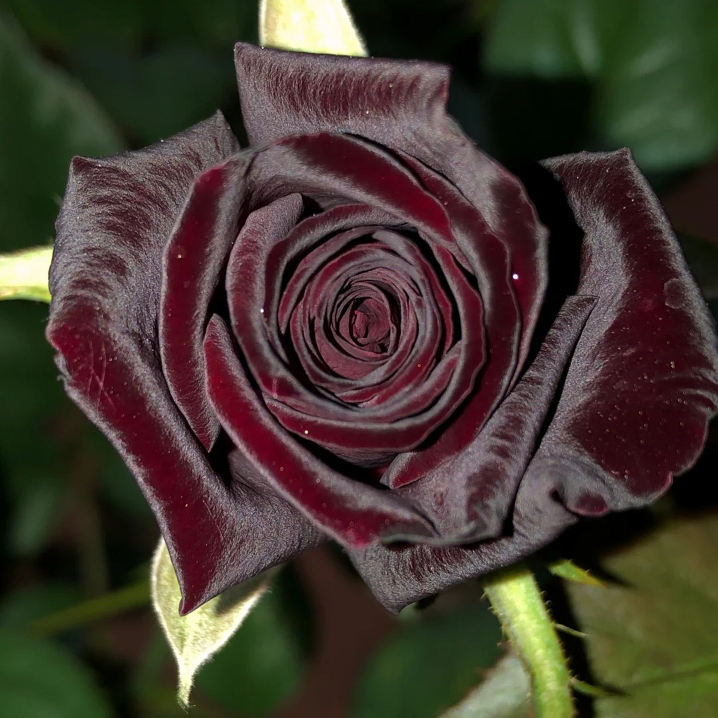 Black Buck Rose❤️🖤Heirloom Seeds