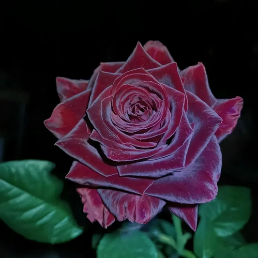 Black Buck Rose❤️🖤Heirloom Seeds