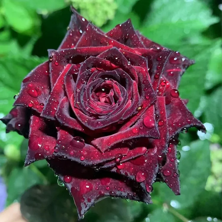 Black Buck Rose❤️🖤Heirloom Seeds