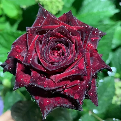 Black Buck Rose❤️🖤Heirloom Seeds