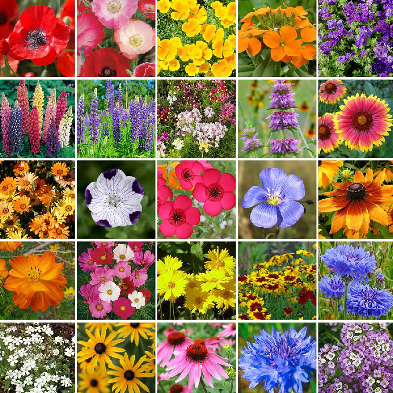 🐝Insect-friendly🔥Over 60 Mixed Perennial Flower Seeds🌿Pure Non-GMO