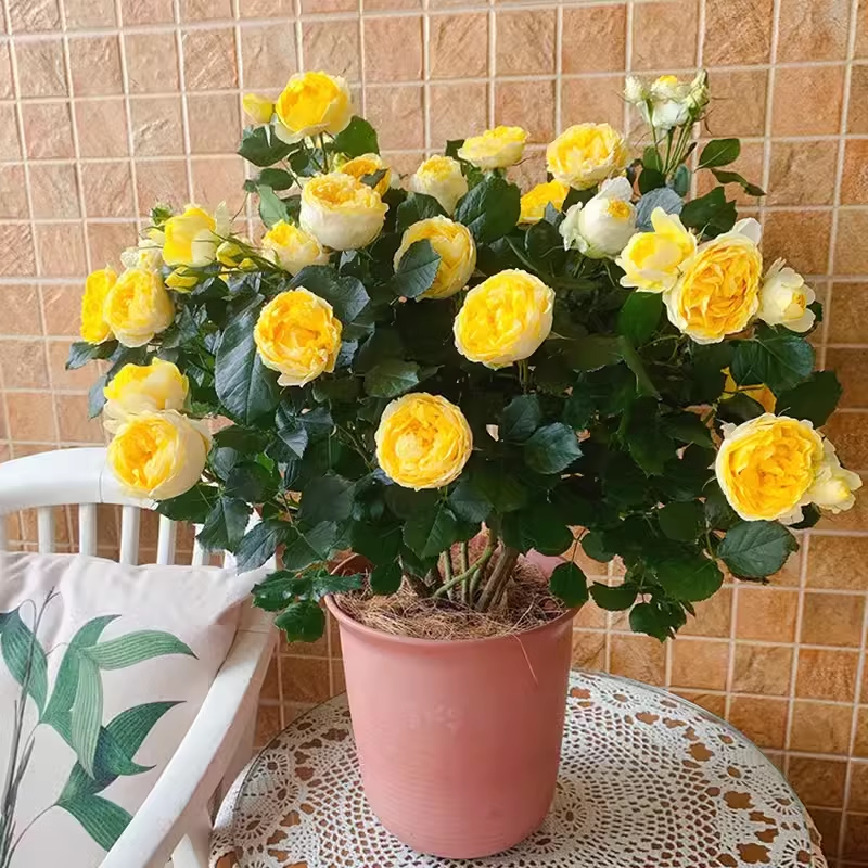 🌈 Miniature Colorful Roses – Add a Splash of Color to Your Garden! 🌹