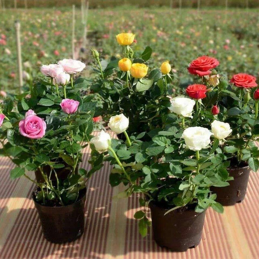🌈 Miniature Colorful Roses – Add a Splash of Color to Your Garden! 🌹
