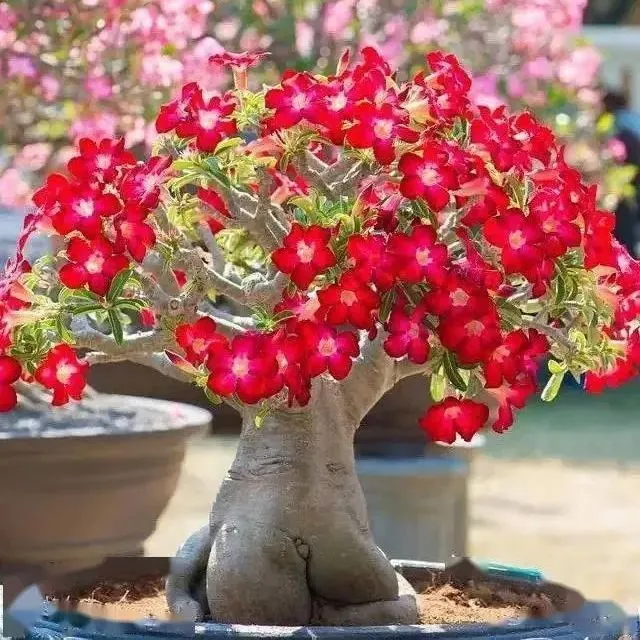 Desert Rose🌹- Multiple Varieties🌈 Heat-Resistant✨