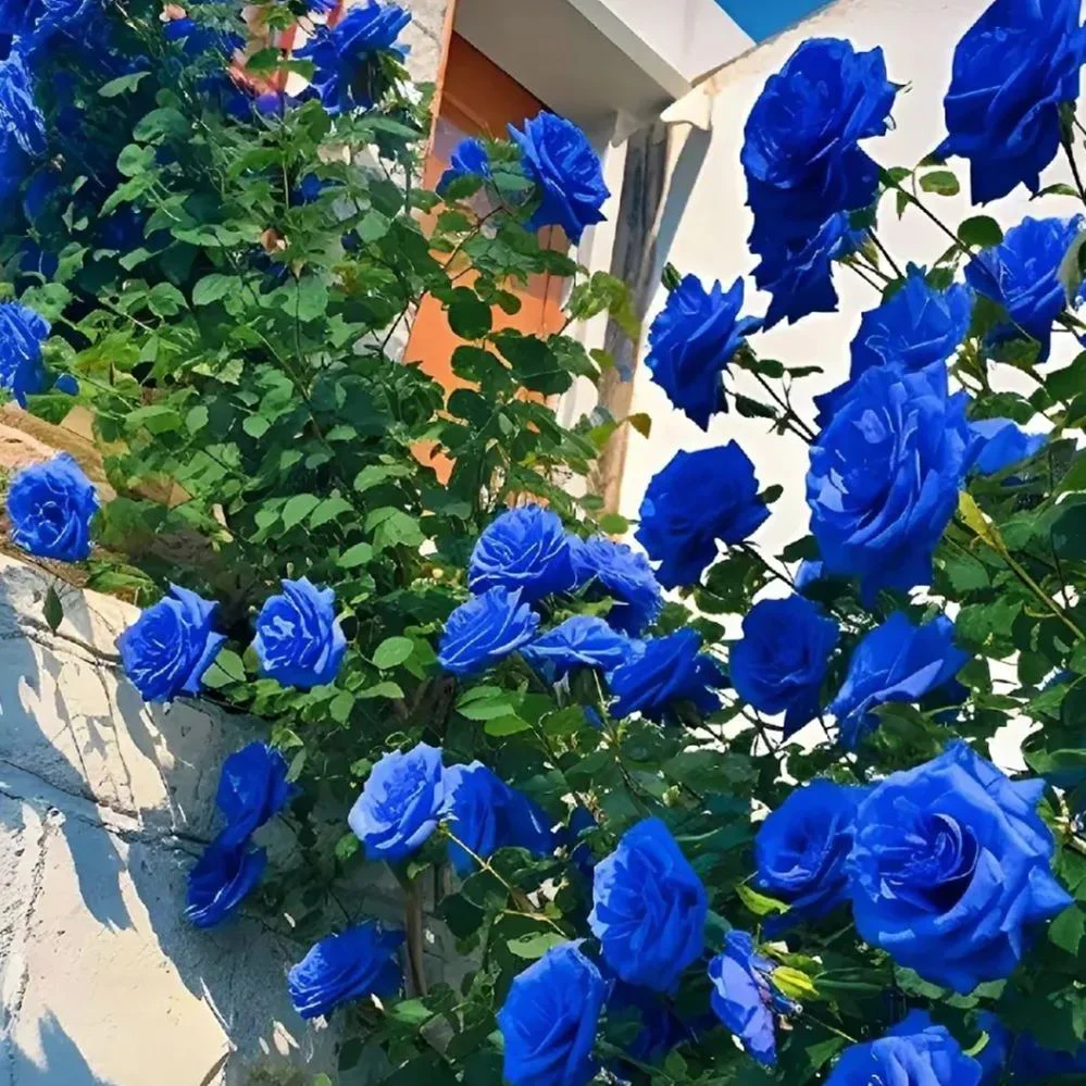 Climbing Rose Seeds🌹