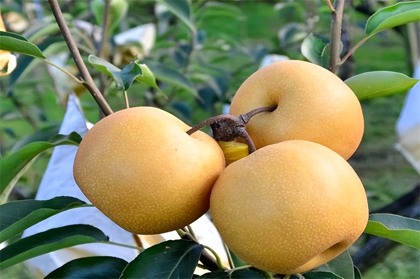 Akizuki Pear Seeds-Big, Sweet, And Juicy