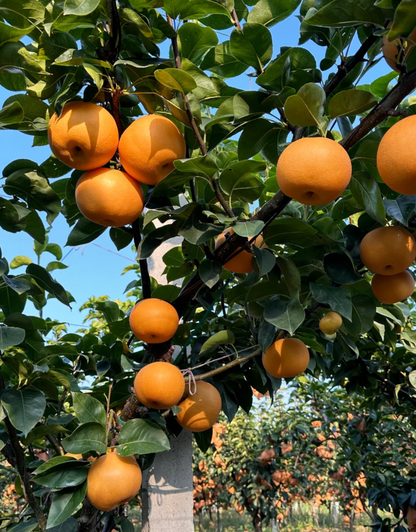 Akizuki Pear Seeds-Big, Sweet, And Juicy