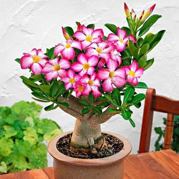 Desert Rose🌹- Multiple Varieties🌈 Heat-Resistant✨