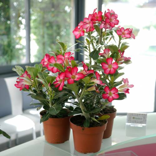 Desert Rose🌹- Multiple Varieties🌈 Heat-Resistant✨