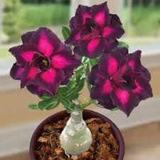 Desert Rose🌹- Multiple Varieties🌈 Heat-Resistant✨