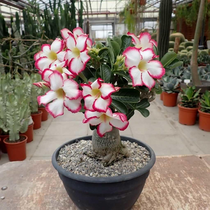 Desert Rose🌹- Multiple Varieties🌈 Heat-Resistant✨