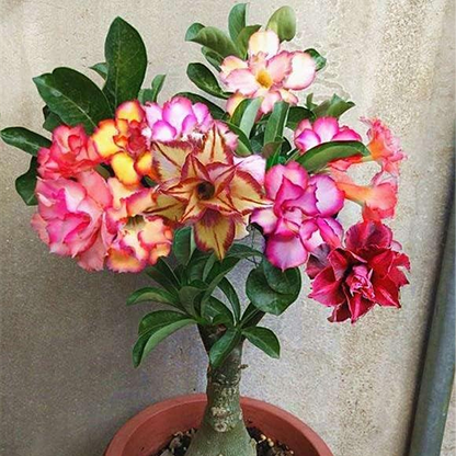 Desert Rose🌹- Multiple Varieties🌈 Heat-Resistant✨