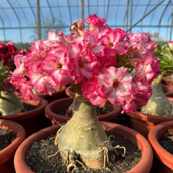 Desert Rose🌹- Multiple Varieties🌈 Heat-Resistant✨