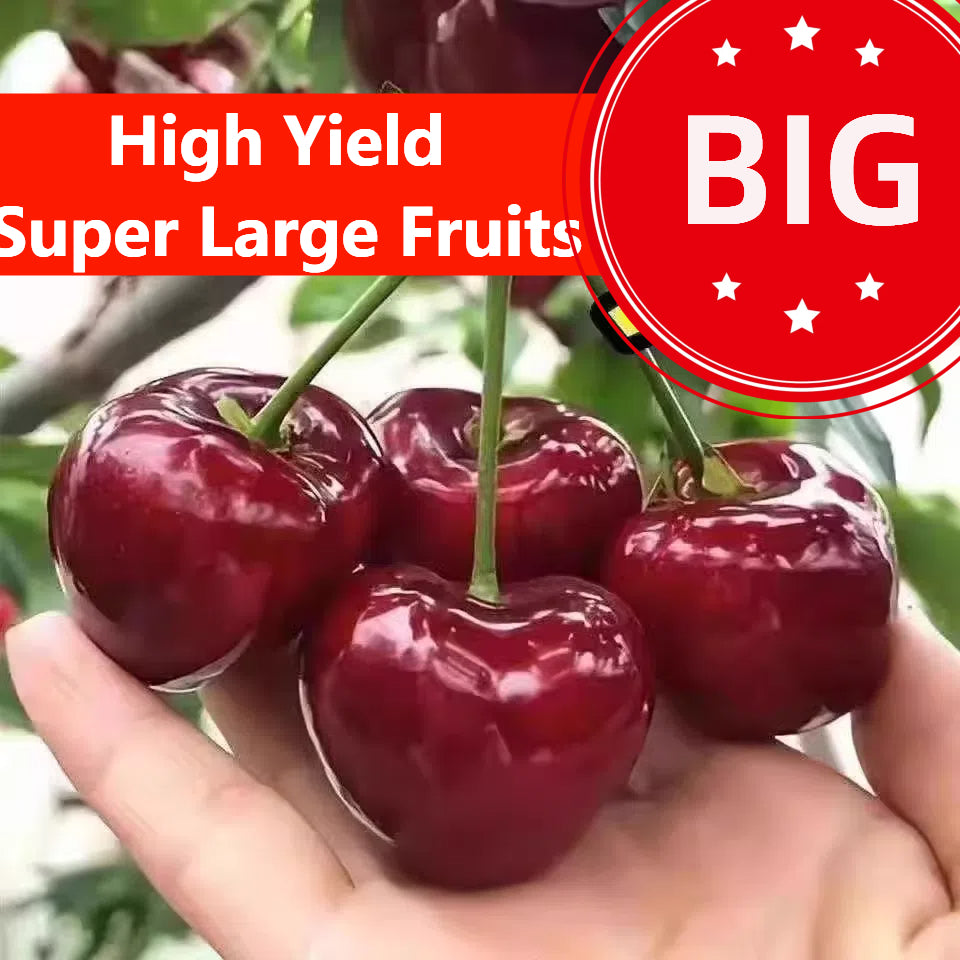 Rainier Cherry Fruit Seeds-Big Fruits, High Yield, Pure Sweetness