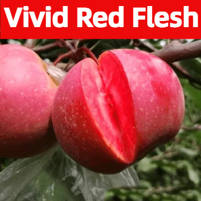 Redlove Red Flesh Apple Tree Seeds