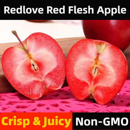 Redlove Red Flesh Apple Tree Seeds