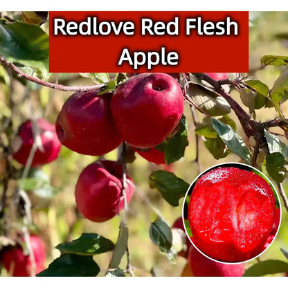 Redlove Red Flesh Apple Tree Seeds