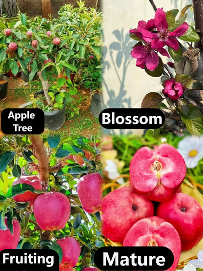 Redlove Red Flesh Apple Tree Seeds