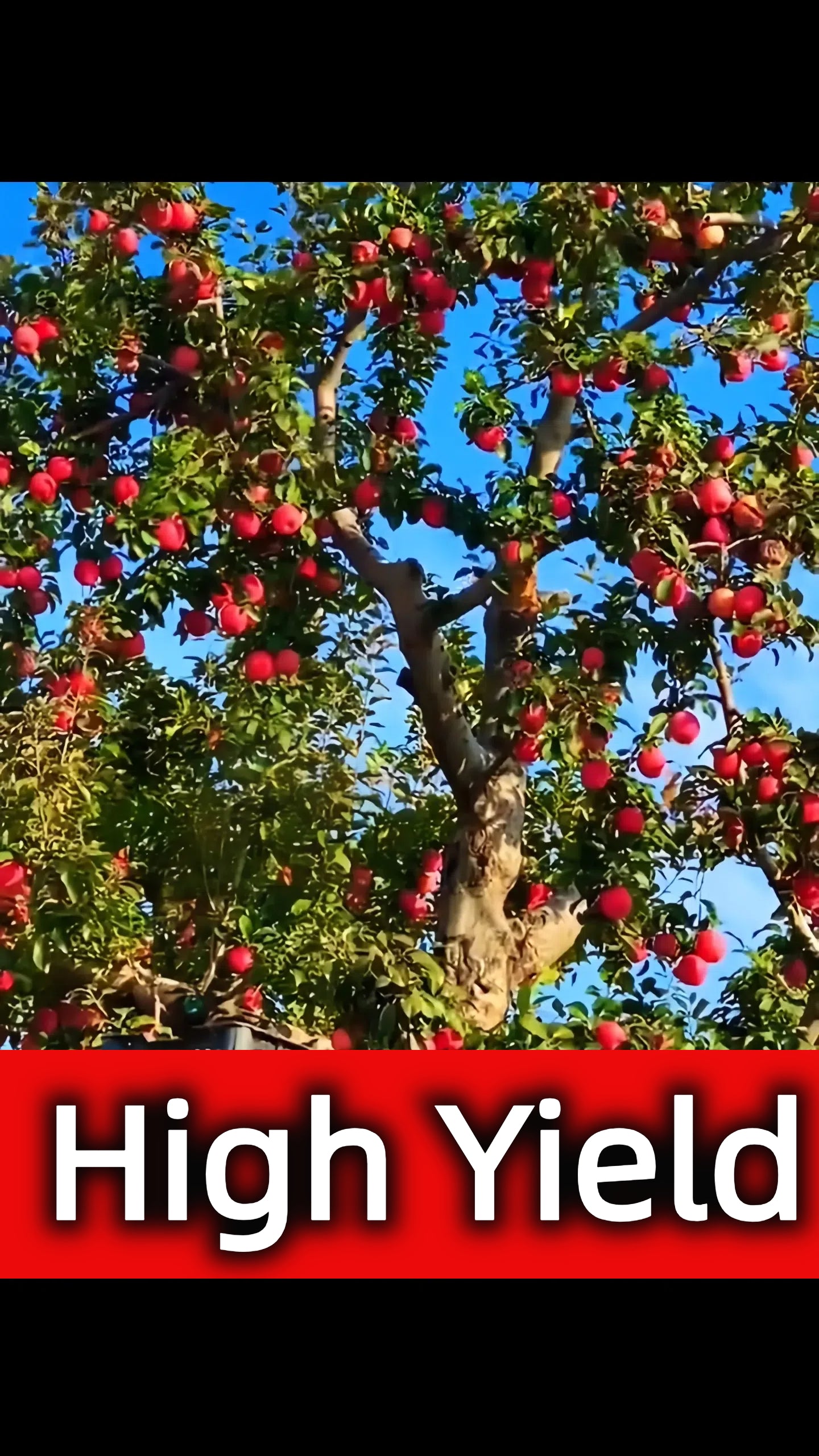 Redlove Red Flesh Apple Tree Seeds