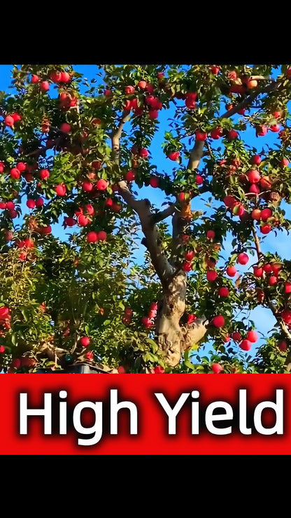 Redlove Red Flesh Apple Tree Seeds
