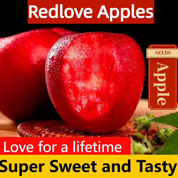 Redlove Red Flesh Apple Tree Seeds