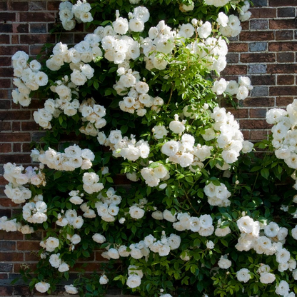 Climbing Rose Seeds🌹