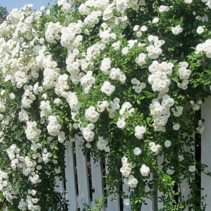 Climbing Rose Seeds🌹