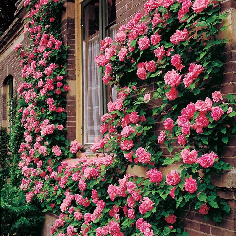 Climbing Rose Seeds🌹