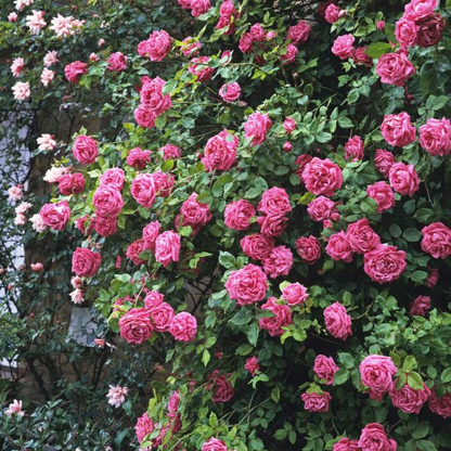 Climbing Rose Seeds🌹