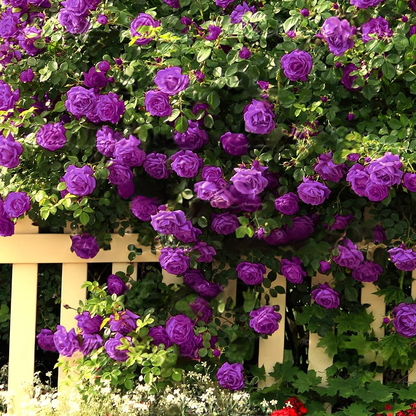 Climbing Rose Seeds🌹