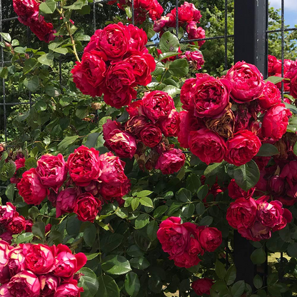 Climbing Rose Seeds🌹