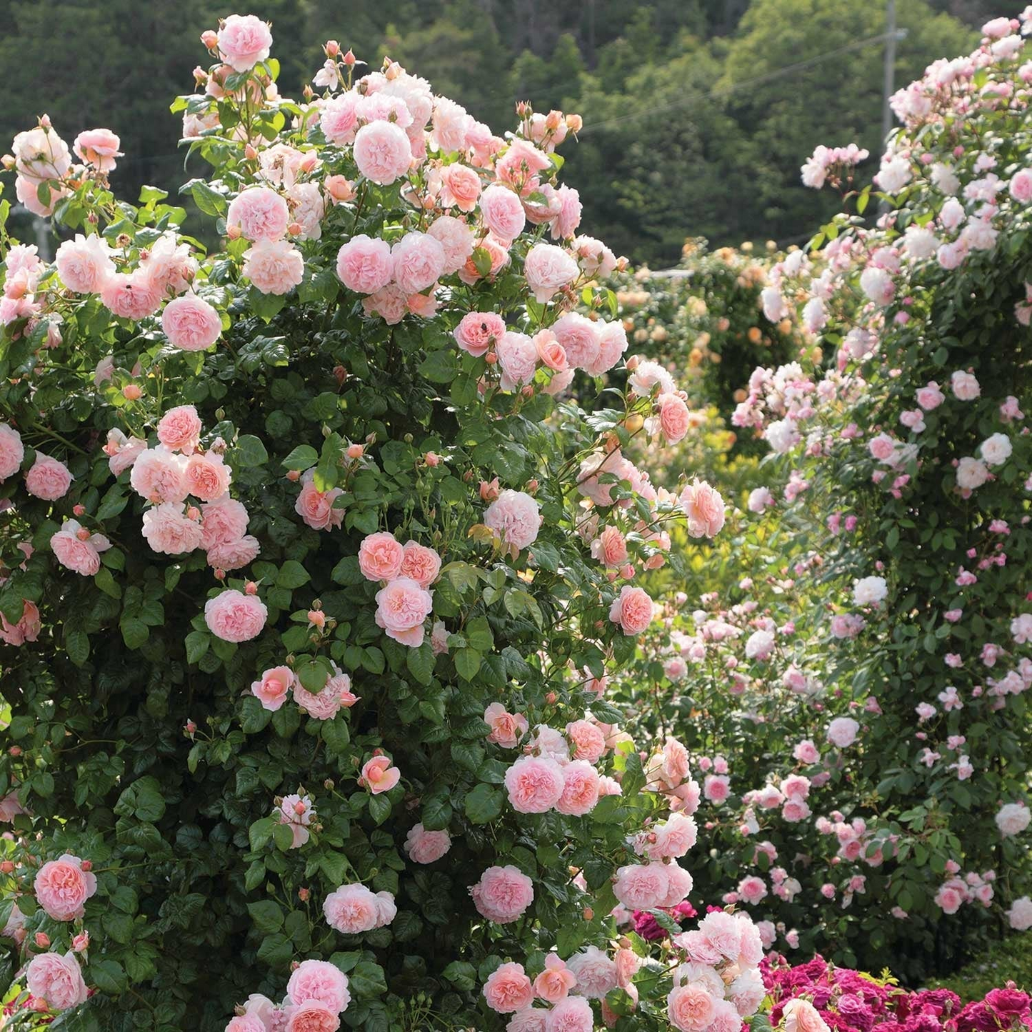 Climbing Rose Seeds🌹