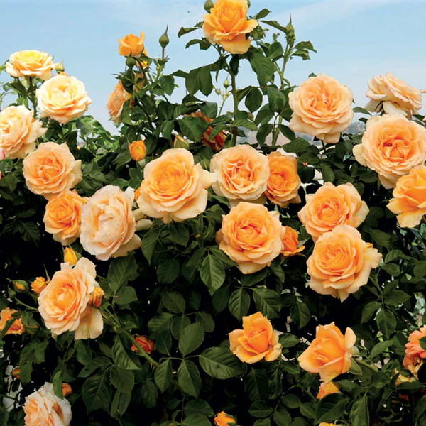 Climbing Rose Seeds🌹