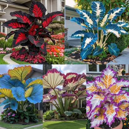 Pink&Black Giant Caladium Bulbs