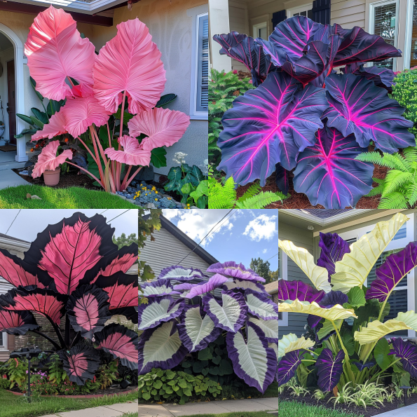 Pink&Black Giant Caladium Bulbs