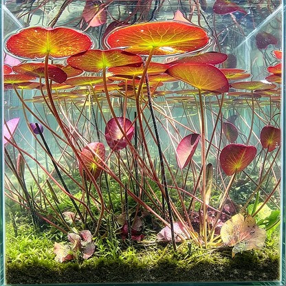 🐟Hydroponic red lotus roots☘️ Turn Your Aquarium into a Living Garden