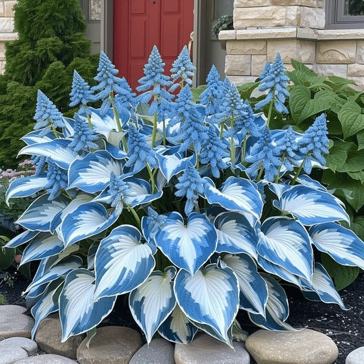 🌿 Midnight Blue Hosta Bulbs – Rare Deep-Toned Foliage for Shady Garden Spaces