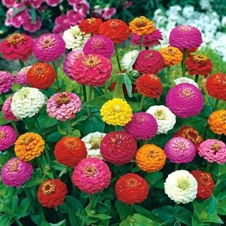 🌸 Fast-growing Blooms All Season - Zinnia Seeds Mix