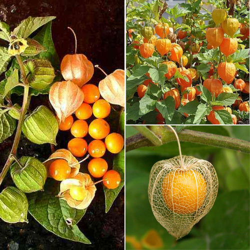Physalis Peruviana Fruit - Lantern Fruit Seeds