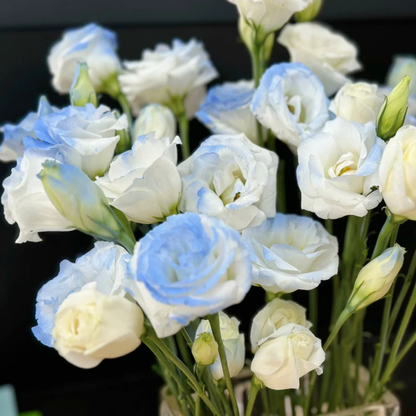 Eustoma Thornless Rose - Lisanthus Seeds