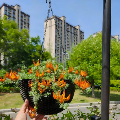 🦜 Lotus berthelotii Seeds