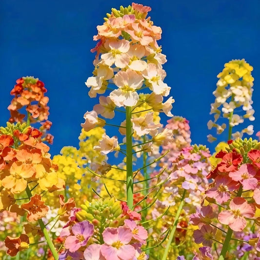 Multi-Color Canola Flower Seeds