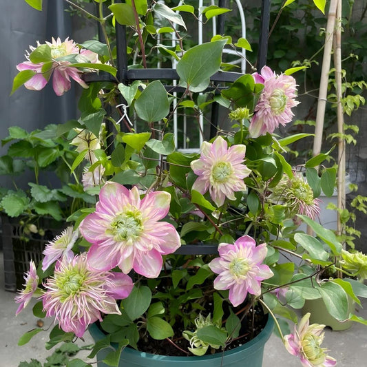 Emperor Clematis Seeds