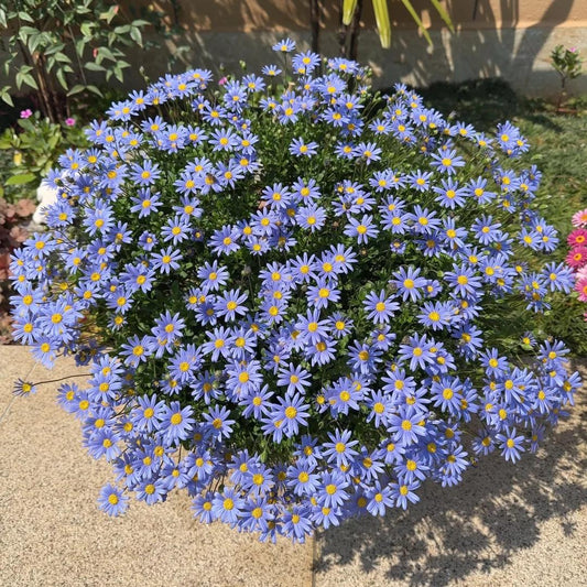 Marguerite Daisy Seeds-More Cuts, More Blooms