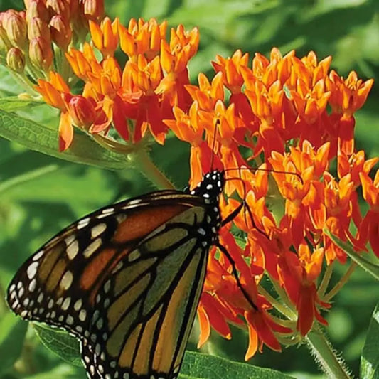 Milkweed Seeds for Monarch Butterfly Conservation-Easy to Grow, Drought Toleran
