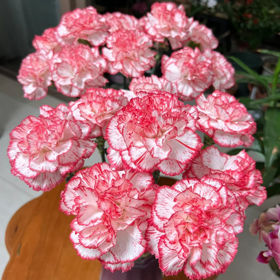 Double Carnation Seeds🌺
