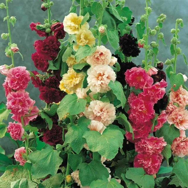 Mixed Color Double Hollyhock Seeds
