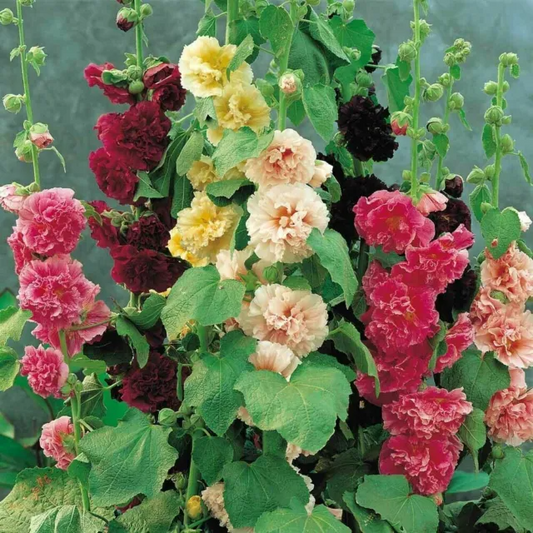 Mixed Color Double Hollyhock Seeds