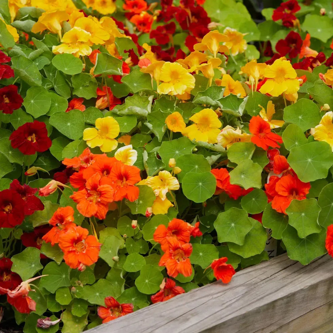 Nasturtium Seeds– Decor Flower for Salads & Garden Color🌼