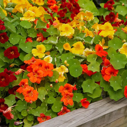 Nasturtium Seeds– Decor Flower for Salads & Garden Color🌼
